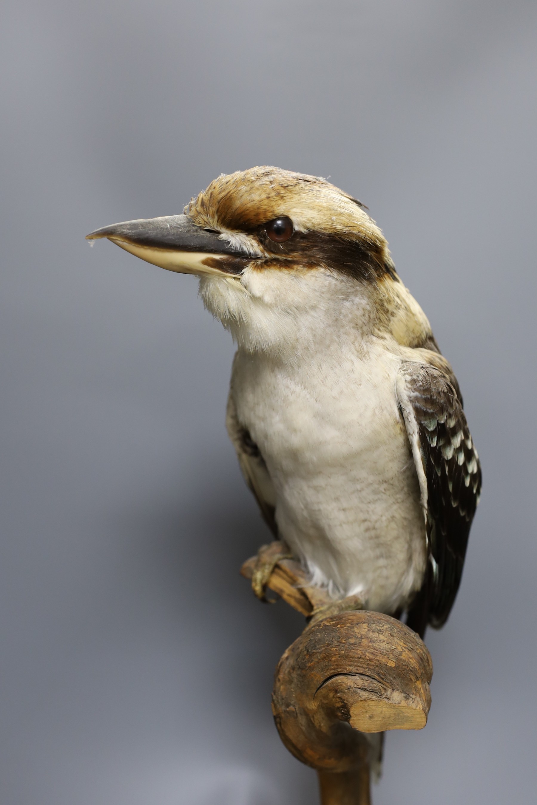 Taxidermy - a Laughing Kookaburra on a perch, under a glass dome, 53.5 cm high